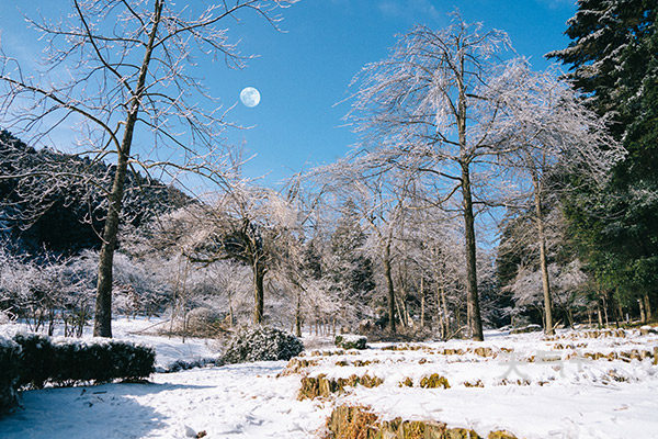 庐山一月份下雪了吗 庐山一月份会下雪吗