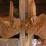 怎样训练兔子与你接吻