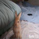 幼兔运动的注意事项
